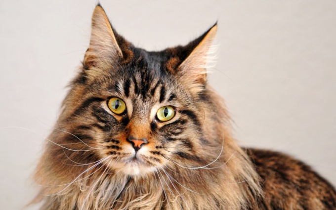 Hvordan Maine Coons Look