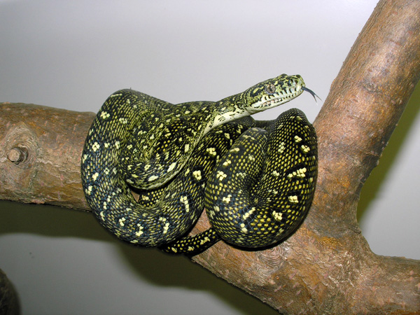 Diamond python