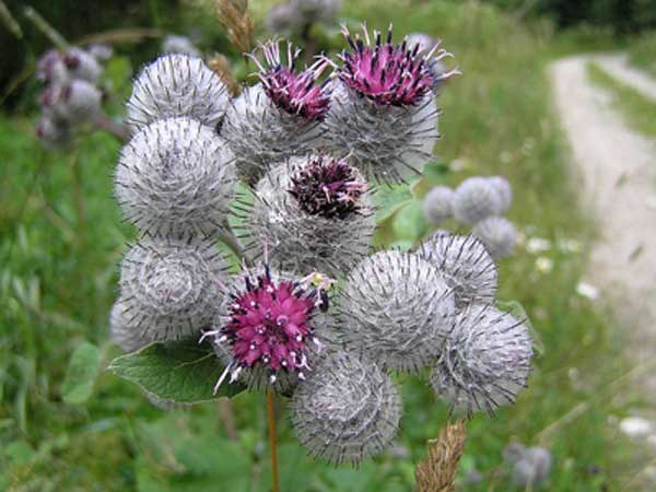 Endnu nyttig burdock olie