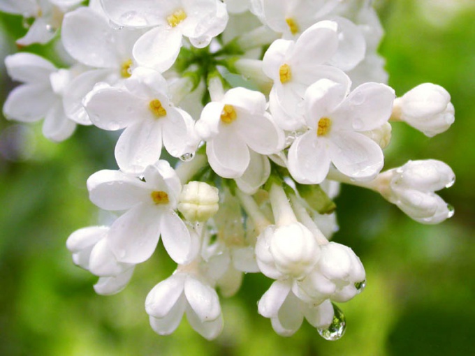 Sådan laver du hjemme masker fra blade og lilla blomster