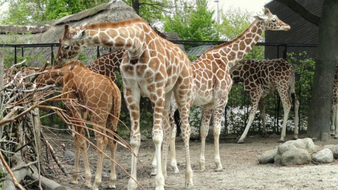 Hvem er giraffen Marius