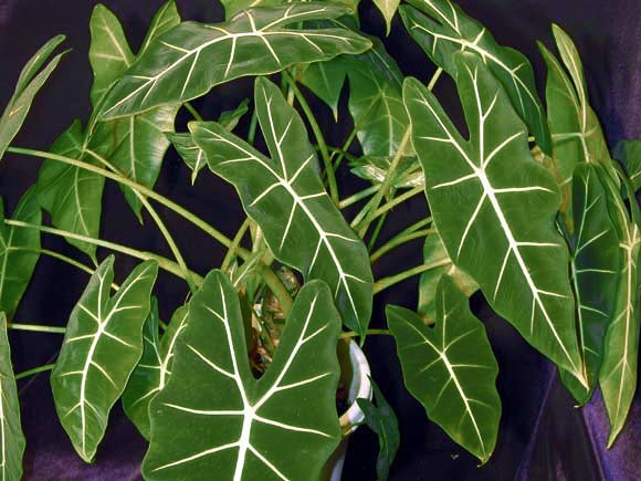 Sådan transplanteres alocasia