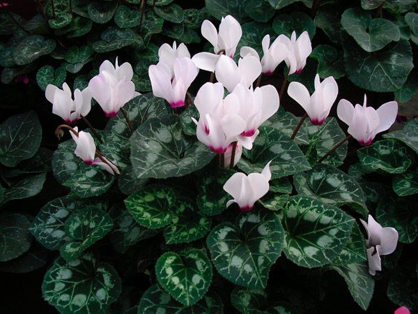 Hvordan transplantere en cyclamen