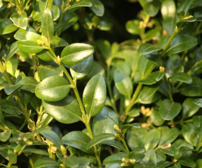 Sådan plantes en kasse