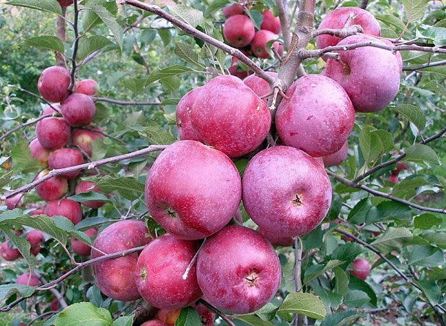 Hvilke æbletræer at plante i forstæderne