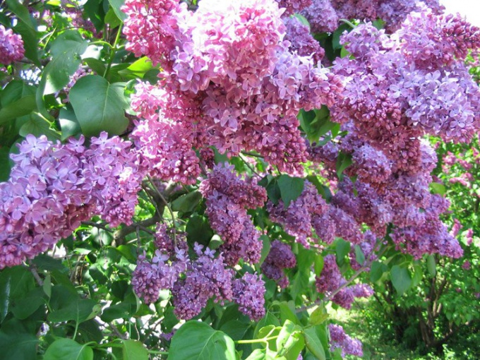 Når Lilac Blooms