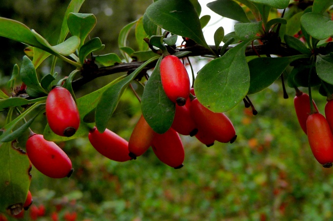 berberis