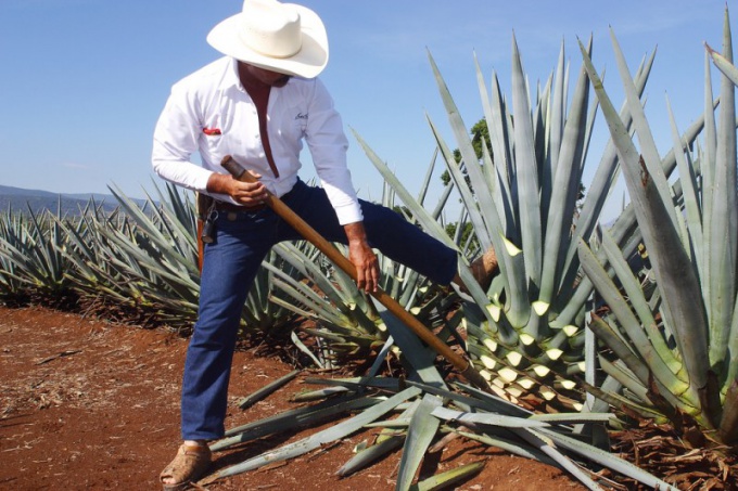 Indsamling af blå agave blade