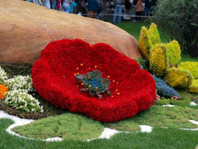 Hvordan man organiserer en udstilling af blomster