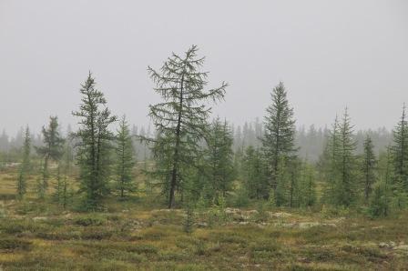 Sådan kommer du til Urengoy