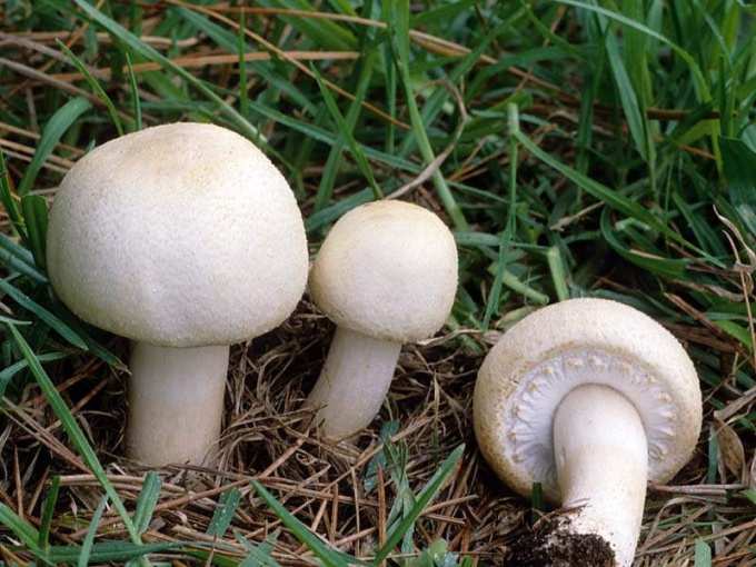 Hvor du kan købe champignon frø af champignons