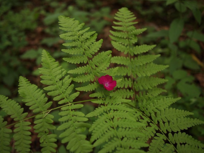 Hvordan en bregne blomstrer 