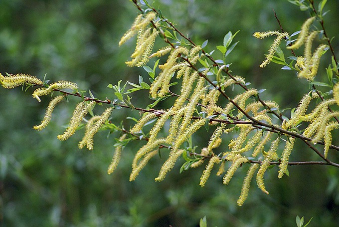 Hvilket træ blomstrer for alle