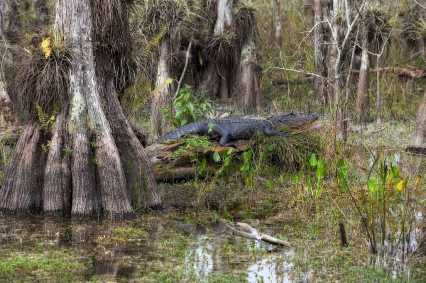 Manchak sump i Louisiana