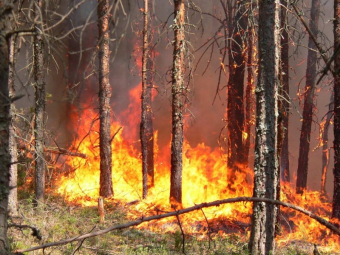 Sådan undgås forekomsten af ​​skovbrand