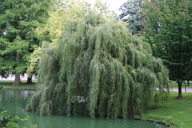 Willow: hvordan det ser ud og hvor det vokser