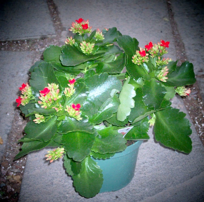 Sådan knibe en Kalanchoe