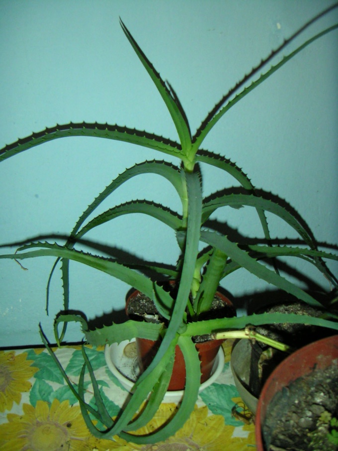 Hvordan man holder aloe