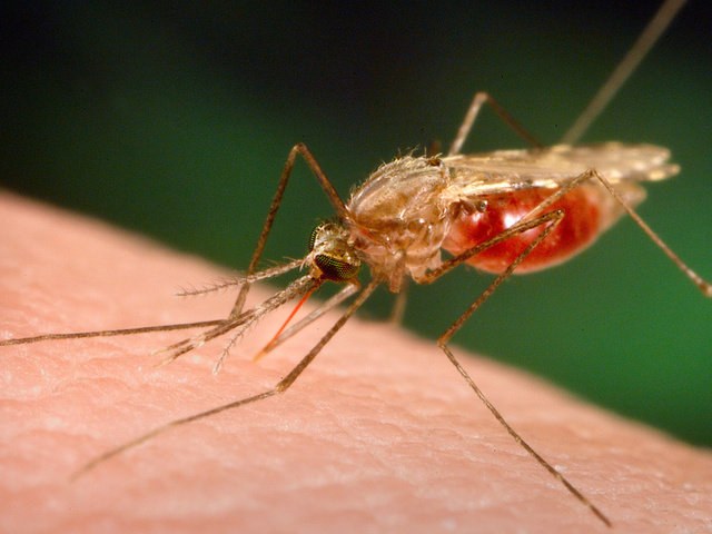 Hvordan overføres malaria?