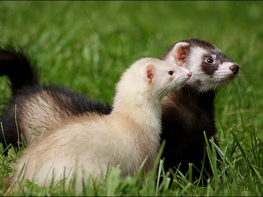 Ferret: hvad skal man fodre og hvordan man skal passe på