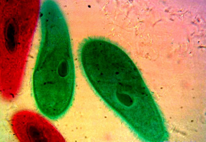 Infuzoria-sko - den mest organiserede protozoa organisme