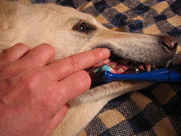 Hvordan man behandler gingivitis hos hunde