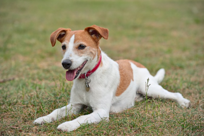 Hvordan man rydder en analkirtlen i en hund?