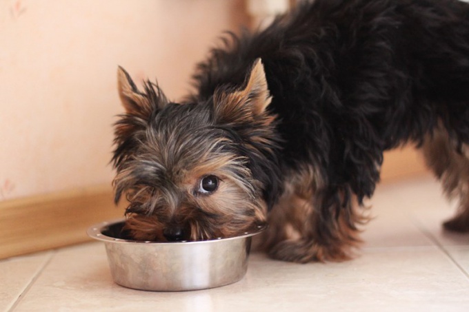 Hvordan man vælger en Yorkshire Terrier hvalp