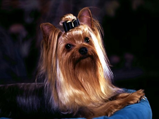 Hvordan Yorkshire Terrier ligner