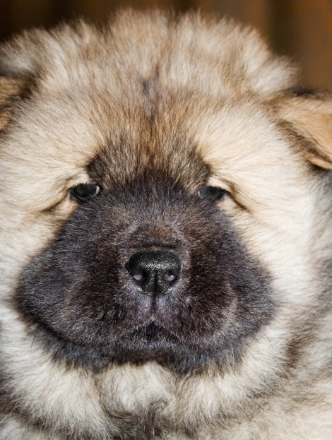 Sådan hentes chow-chow