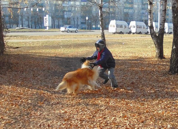 Hvordan man tager en fuldblodshund gratis