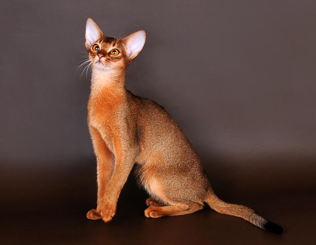 Funktioner af Abyssinian racen katte