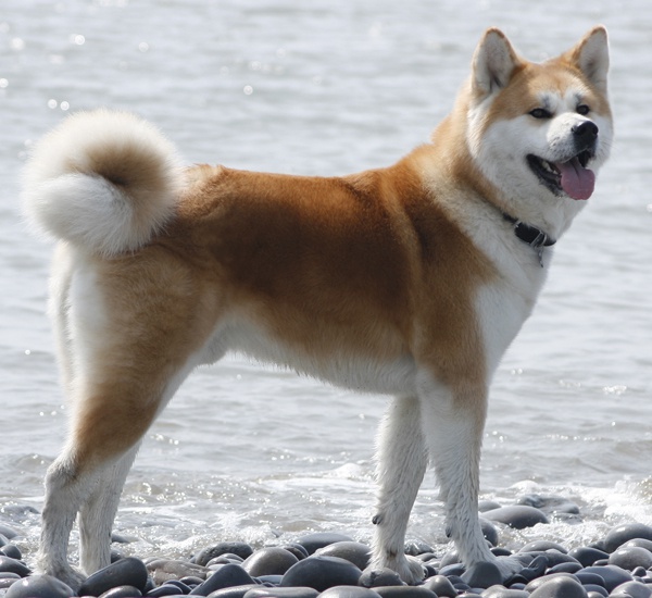 Hundeslag Akita Inu