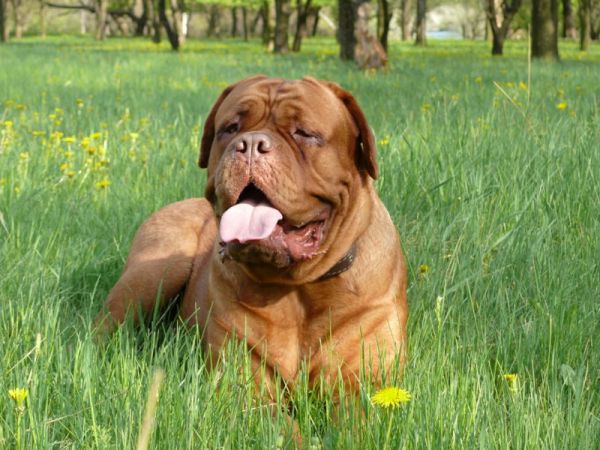 Hunde af Bordeaux hundeavl: pleje og ernæring