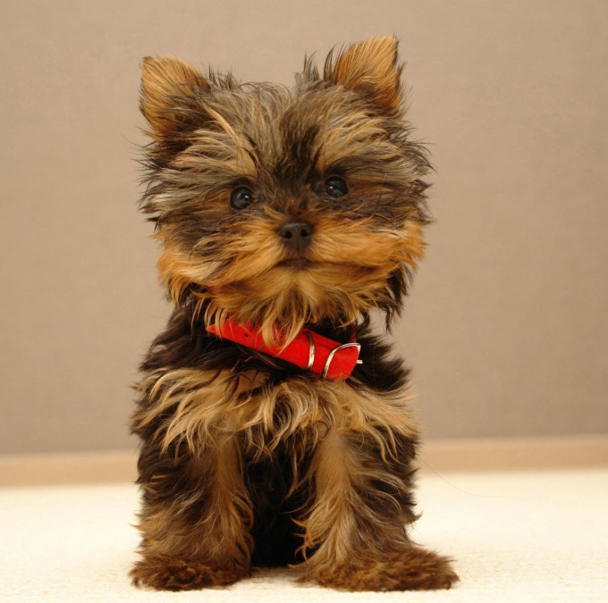 Sådan træner du en Yorkshire terrier