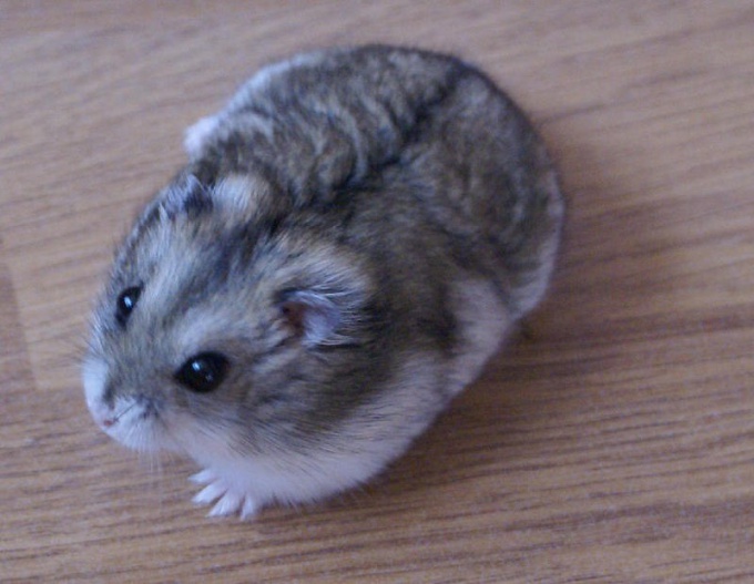 Dzungarian hamster