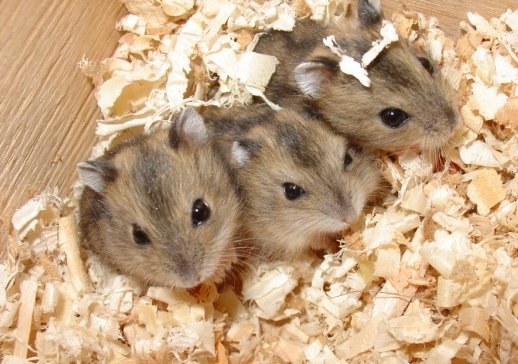 Hvordan skelne Djungarian Hamsters