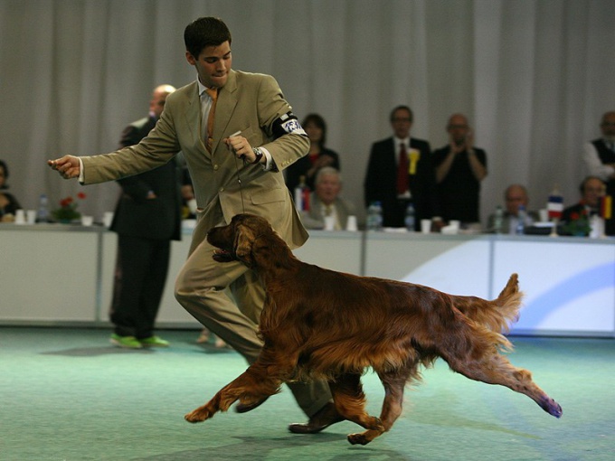 Sådan forbereder du en hund til en udstilling