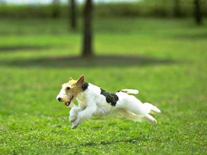 Tip 1: Sådan kommer du op med et kaldenavn til en hund