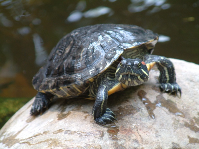 Den nemmeste måde at afgøre skildpadden på i alderen 5-7 år