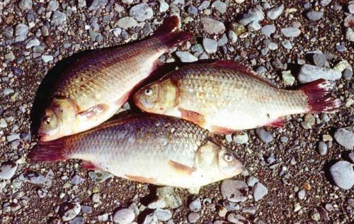 Hvordan fange en crucian på en fiskestang