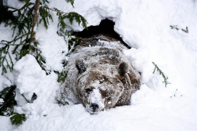 Bears falder i vinter dvaletilstand for at beskytte sig mod kulde og sult